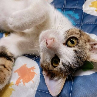 淡路っ子♬トトロ君♪里親絶賛募集中！