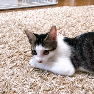 人慣れ抜群！ずっとくっついて来ます(^^)