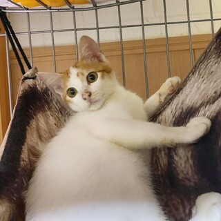 淡路っ子♬おこたくん♪里親絶賛募集中！