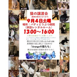 保護猫の譲渡会in横浜