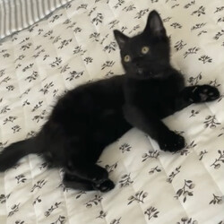 保護猫の譲渡会in横浜 サムネイル2