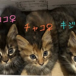 保護猫の譲渡会in横浜 サムネイル3