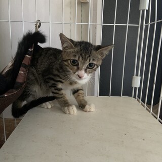 わんぱくキジ白仔猫ちゃん