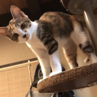 三毛猫　のミーコちゃん