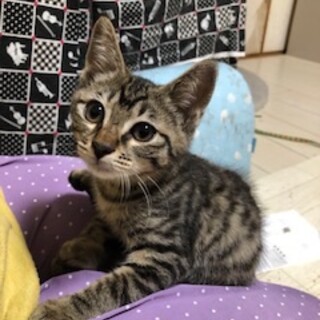 『ききちゃんはオヒザスキー』