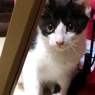 白黒ダッコスキー