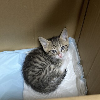 雑種のメス1ヶ月の子猫です