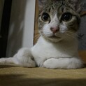 保護猫