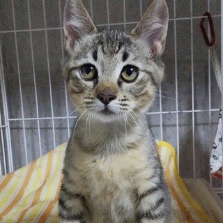 人馴れしている三兄弟☆生後３か月