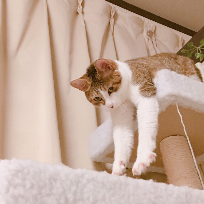 nyanoreのカバー写真