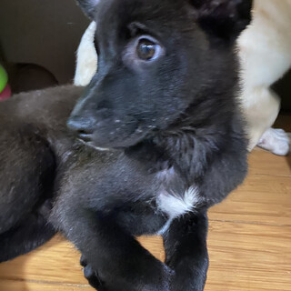 可愛い兄弟ブルーのお家を探しています