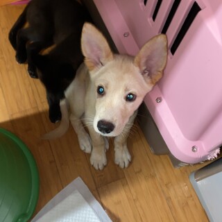 可愛い兄弟チーズのお家を探しています