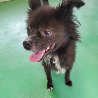 助けを求めています！チワワミックスの女の子です！