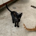小粒の美人顔黒猫ちゃんの家族決定！