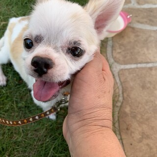 小さな天使♡チワワのイヴちゃん