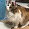 半長毛メルちゃん