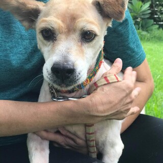飼い主死亡 保健所持込された親子の母親 留守番可能