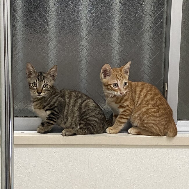 猫ちゃんお助け隊のカバー写真