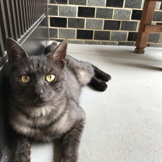 人懐っこい猫ちゃん。もうすぐ一歳です
