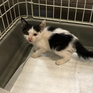 処分対象 小さなハチワレの女の子