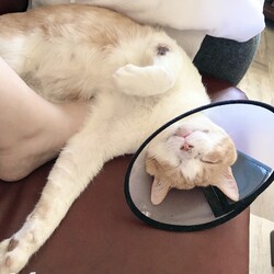 ぽかぽかお昼寝日和