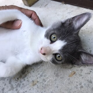 八割のしっぽが短い 可愛 愛媛県 猫の里親募集 ペットのおうち 月間利用者150万人