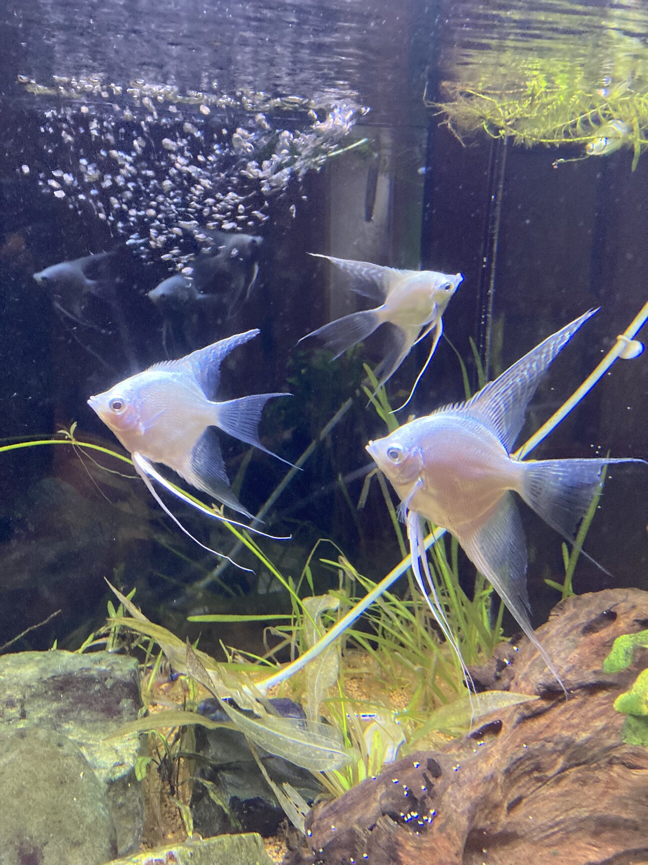 プラチナベールテールエンゼル（3匹）の里親募集 サムネイル1