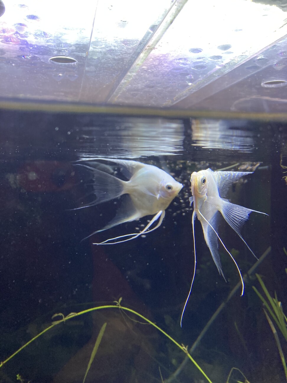 プラチナベールテールエンゼル（3匹）の里親募集 サムネイル2