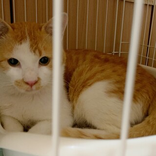 コンビニにずっといた猫