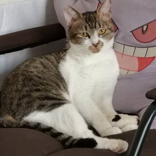 猫さん好きなマイペース★キジシロの男の子