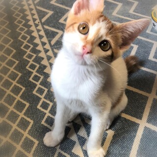 甘えん坊・茶シロ男の子☆チェルシー