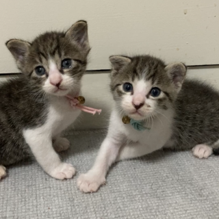 ミルクで育て中☆甘えん坊な兄妹