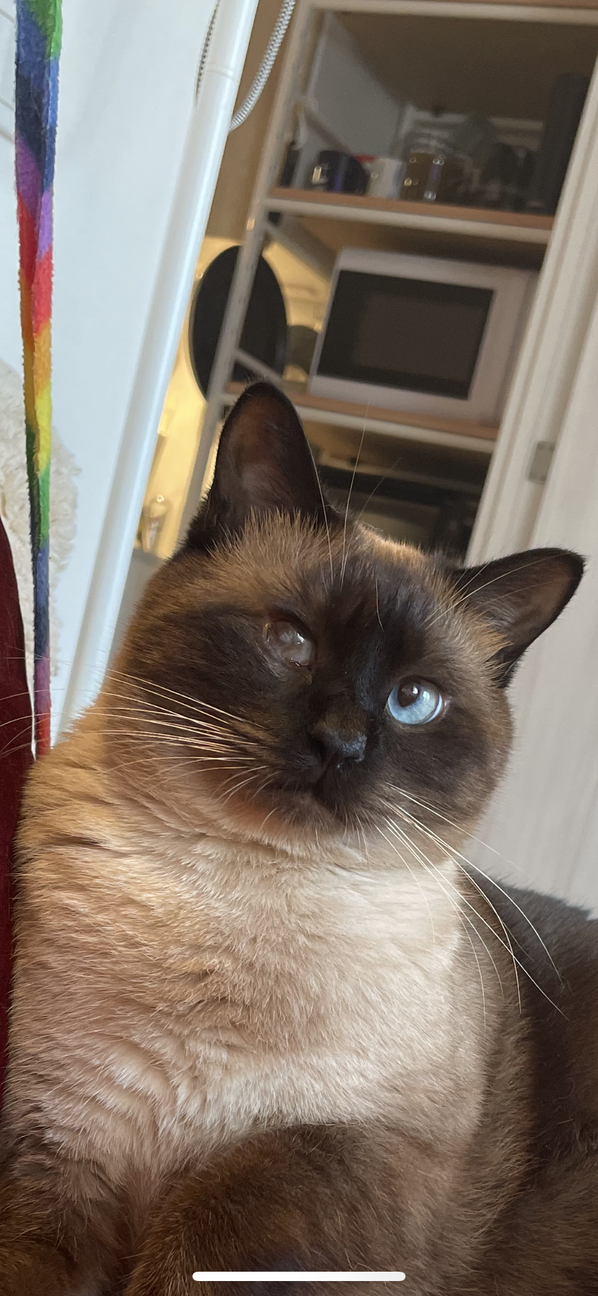 Bernie (バーニー）