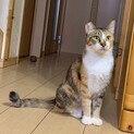 ゆっくり仲良くなってほしい三毛猫みなみ