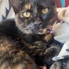 人馴れ◎5ヶ月の子猫 サムネイル5