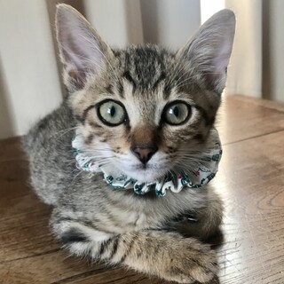 可愛いイタズラっ子♡キジトラ アイくん