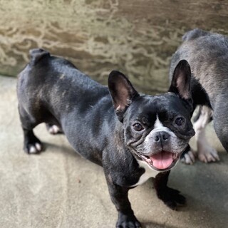 フレンチブルドック5歳の女の子