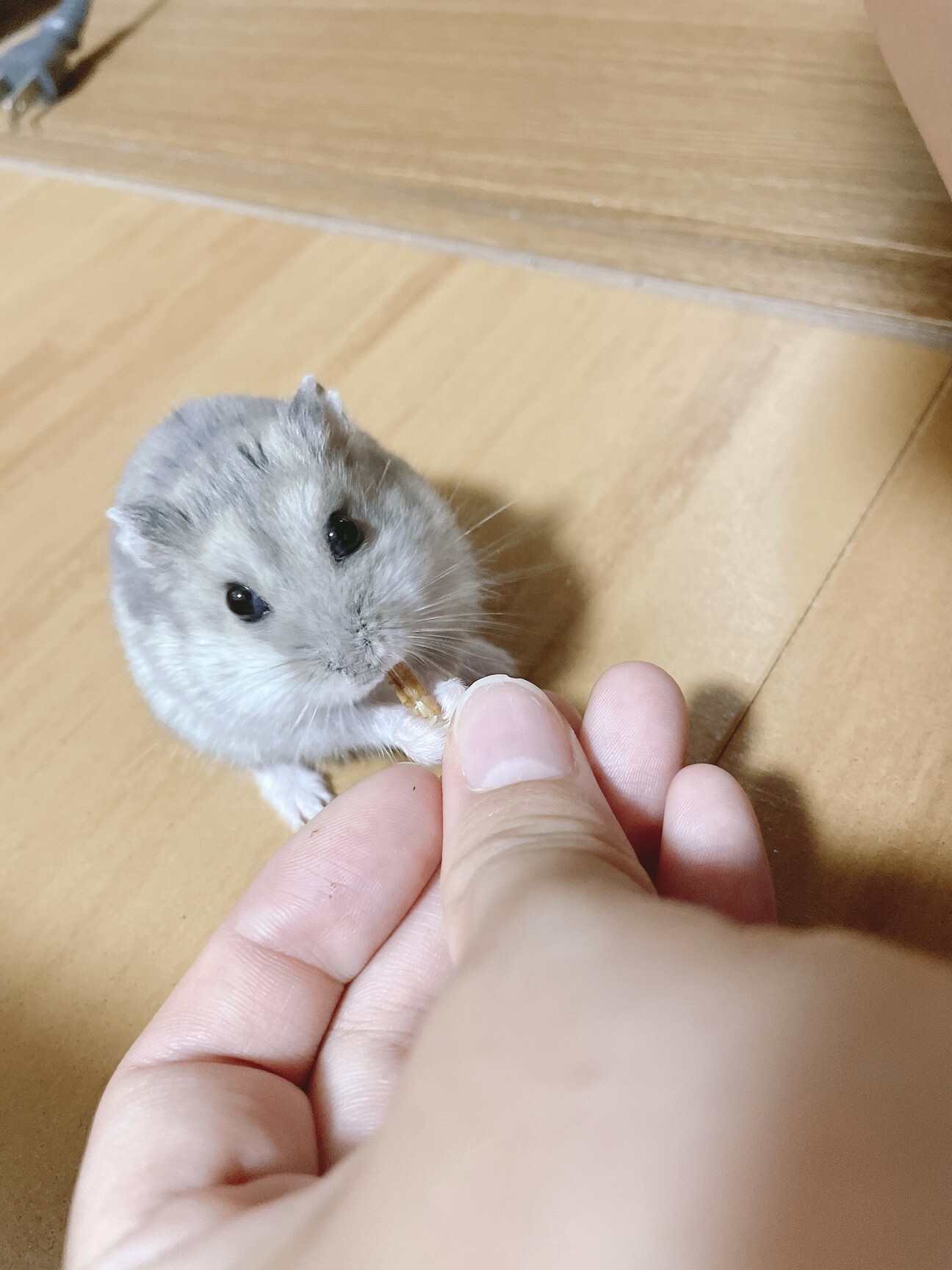 ブルーサファイアの男の子 静岡県 小動物の里親募集 ペットのおうち 月間利用者150万人