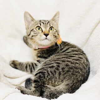 河川敷で保護した、ツンデレキジ女子