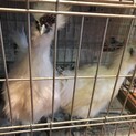 烏骨鶏