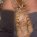チャトラ子猫(生後二ヶ月)元気で可愛い男の子