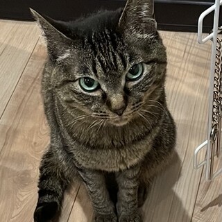 ！急募！人懐っこいおばあちゃん猫です