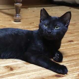 海辺で育った黒猫さん。優しい男の子♡空くん。