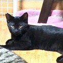 海辺で育った黒猫さん。甘えんぼな男前♡海くん