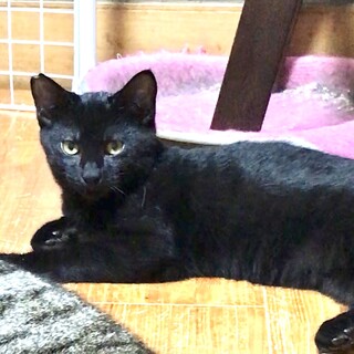 海辺で育った黒猫さん。甘えんぼな男前♡海くん