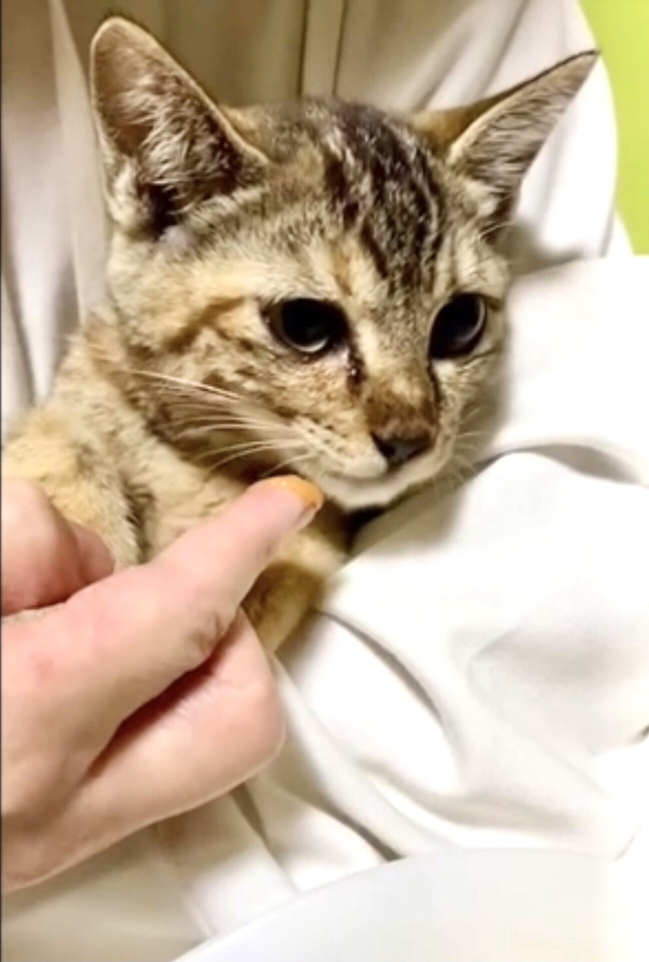 アメショ風マーブルちゃん 兵庫県 猫の里親募集 ペットのおうち 月間利用者150万人