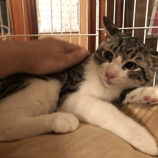 やんちゃでナデナデ大好きな子猫、福ちゃん！