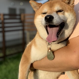 子犬とも仲良しの超平和主義＊むっちり柴犬男子