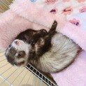 マーシャルフェレット　セーブル
