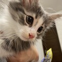 生後間もなく3ヶ月　　ノル子猫